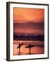 Surfers at Sunset, Oahu, Hawaii-Bill Romerhaus-Framed Premium Photographic Print