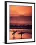 Surfers at Sunset, Oahu, Hawaii-Bill Romerhaus-Framed Photographic Print