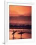 Surfers at Sunset, Oahu, Hawaii-Bill Romerhaus-Framed Photographic Print