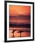 Surfers at Sunset, Oahu, Hawaii-Bill Romerhaus-Framed Photographic Print