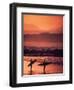 Surfers at Sunset, Oahu, Hawaii-Bill Romerhaus-Framed Photographic Print