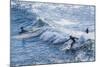 Surfers at the Hookipa Beach Park, Paai, Maui, Hawaii, United States of America, Pacific-Michael Runkel-Mounted Photographic Print