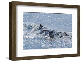 Surfers at the Hookipa Beach Park, Paai, Maui, Hawaii, United States of America, Pacific-Michael Runkel-Framed Photographic Print