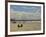 Surfers with Boards on Perranporth Beach, Cornwall, England-Simon Montgomery-Framed Photographic Print