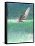 Surfing 1, Sri Lanka, 2015-Lincoln Seligman-Framed Stretched Canvas