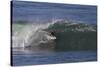 Surfing I-Lee Peterson-Stretched Canvas