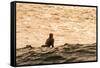 Surfing in Turtle Bay, North Shore, Oahu, Hawaii-Michael DeFreitas-Framed Stretched Canvas