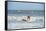 Surfing Santas, Cocoa Beach, Florida, USA-Lisa Engelbrecht-Framed Stretched Canvas