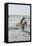 Surfing Santas, surfboards, Cocoa Beach, Florida, USA-Jim Engelbrecht-Framed Stretched Canvas
