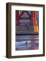 Surfing under the Golden Gate Bridge, San Francisco, California, USA-Chuck Haney-Framed Photographic Print