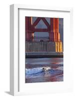 Surfing under the Golden Gate Bridge, San Francisco, California, USA-Chuck Haney-Framed Photographic Print