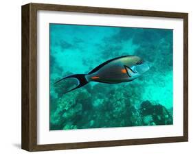 Surgeonfish Acanthuridae-AUSTIN REX LOBATON-Framed Photographic Print