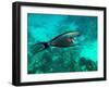 Surgeonfish Acanthuridae-AUSTIN REX LOBATON-Framed Photographic Print