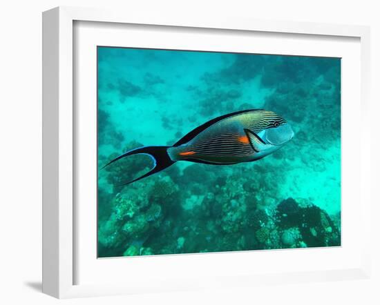 Surgeonfish Acanthuridae-AUSTIN REX LOBATON-Framed Photographic Print