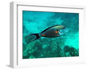 Surgeonfish Acanthuridae-AUSTIN REX LOBATON-Framed Photographic Print