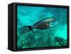 Surgeonfish Acanthuridae-AUSTIN REX LOBATON-Framed Stretched Canvas