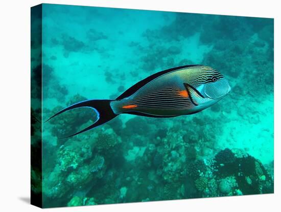 Surgeonfish Acanthuridae-AUSTIN REX LOBATON-Stretched Canvas