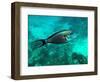 Surgeonfish Acanthuridae-AUSTIN REX LOBATON-Framed Photographic Print