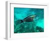 Surgeonfish Acanthuridae-AUSTIN REX LOBATON-Framed Photographic Print