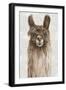 Suri Alpaca I-Eva Watts-Framed Art Print