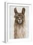 Suri Alpaca I-Eva Watts-Framed Art Print