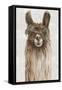 Suri Alpaca I-Eva Watts-Framed Stretched Canvas