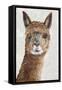 Suri Alpaca II-Eva Watts-Framed Stretched Canvas