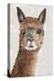 Suri Alpaca II-Eva Watts-Stretched Canvas