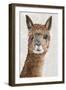 Suri Alpaca II-Eva Watts-Framed Art Print