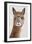 Suri Alpaca II-Eva Watts-Framed Art Print