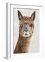 Suri Alpaca II-Eva Watts-Framed Art Print