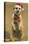Suricate on Hind Legs Wearing Christmas Hat and Scarf-null-Stretched Canvas
