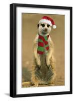 Suricate on Hind Legs Wearing Christmas Hat and Scarf-null-Framed Photographic Print