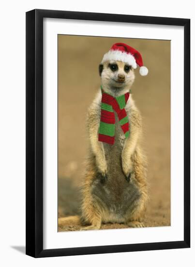 Suricate on Hind Legs Wearing Christmas Hat and Scarf-null-Framed Photographic Print