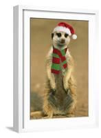 Suricate on Hind Legs Wearing Christmas Hat and Scarf-null-Framed Photographic Print