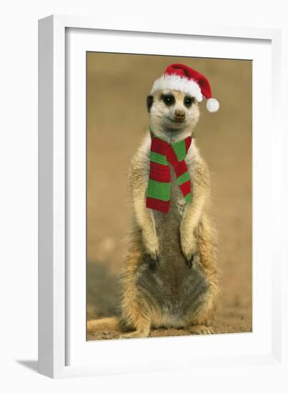Suricate on Hind Legs Wearing Christmas Hat and Scarf-null-Framed Photographic Print