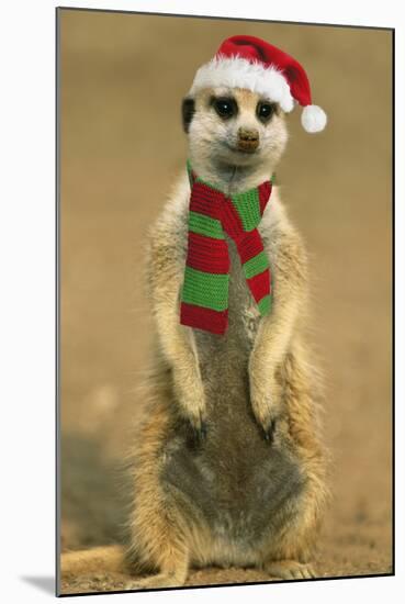 Suricate on Hind Legs Wearing Christmas Hat and Scarf-null-Mounted Photographic Print