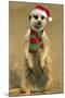 Suricate on Hind Legs Wearing Christmas Hat and Scarf-null-Mounted Photographic Print