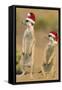 Suricate on Hind Legs Wearing Christmas Hats-null-Framed Stretched Canvas