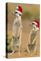 Suricate on Hind Legs Wearing Christmas Hats-null-Stretched Canvas