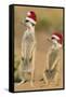 Suricate on Hind Legs Wearing Christmas Hats-null-Framed Stretched Canvas