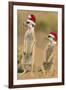 Suricate on Hind Legs Wearing Christmas Hats-null-Framed Photographic Print