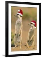 Suricate on Hind Legs Wearing Christmas Hats-null-Framed Photographic Print