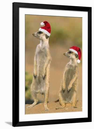 Suricate on Hind Legs Wearing Christmas Hats-null-Framed Photographic Print