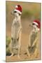 Suricate on Hind Legs Wearing Christmas Hats-null-Mounted Photographic Print