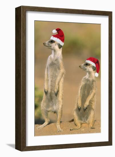 Suricate on Hind Legs Wearing Christmas Hats-null-Framed Photographic Print