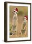 Suricate on Hind Legs Wearing Christmas Hats-null-Framed Photographic Print