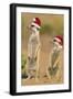 Suricate on Hind Legs Wearing Christmas Hats-null-Framed Photographic Print