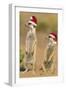 Suricate on Hind Legs Wearing Christmas Hats-null-Framed Photographic Print