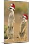 Suricate on Hind Legs Wearing Christmas Hats-null-Mounted Photographic Print